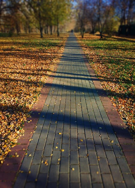 Ruta vertical en otoño parque paisaje bokeh