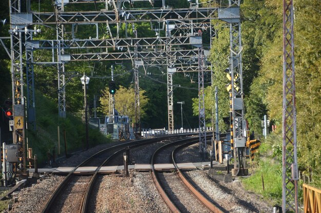 Rutas de ferrocarril en medio de los árboles