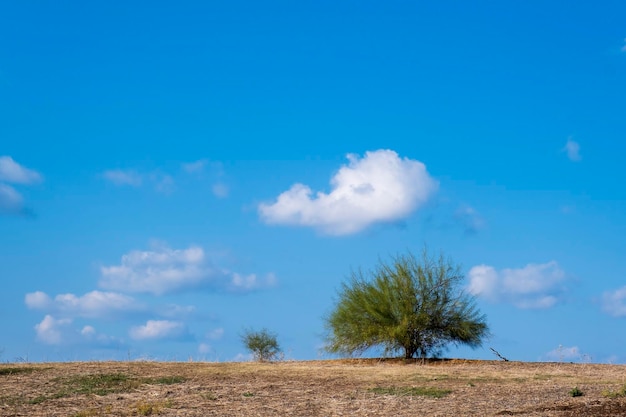 Árvore adulta verde em espaço aberto contra um céu azul com nuvens brancas claras