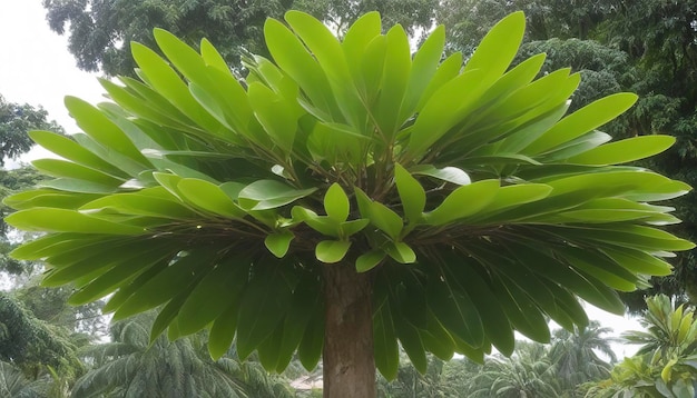 Árvore Alstonia scholaris ou apocynaceae