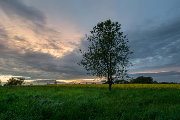Árvore ao lado do campo e nuvens noturnas