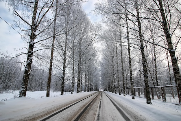 Árvore ao longo da estrada no inverno