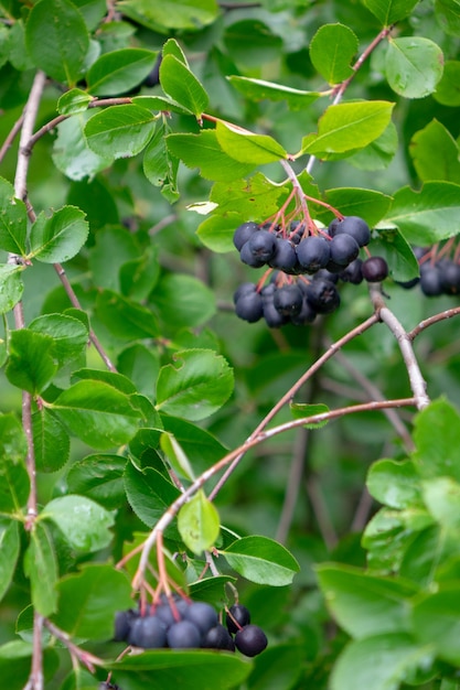 Árvore Aronia ou chokeberry preto com frutos maduros no jardim num dia de verão. Alimentos Orgânicos Saudáveis