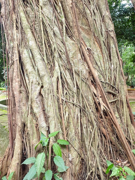 Árvore banyan velha com muitas raízes