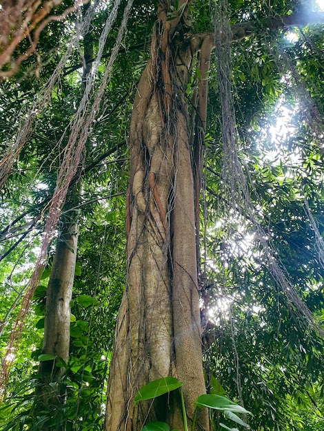 Árvore banyan velha com muitas raízes