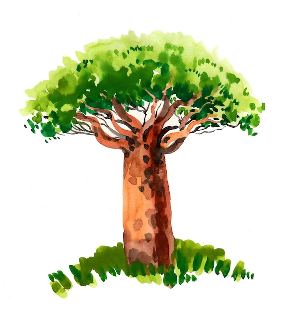 Árvore baobá. Árvore de tinta e aquarela