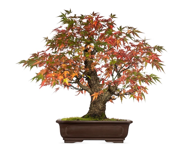 Árvore bonsai Acer japonicum, isolada no branco