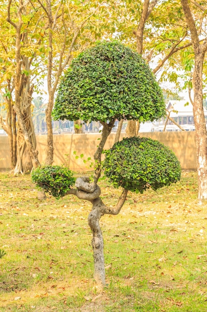 Árvore bonsai bonita.