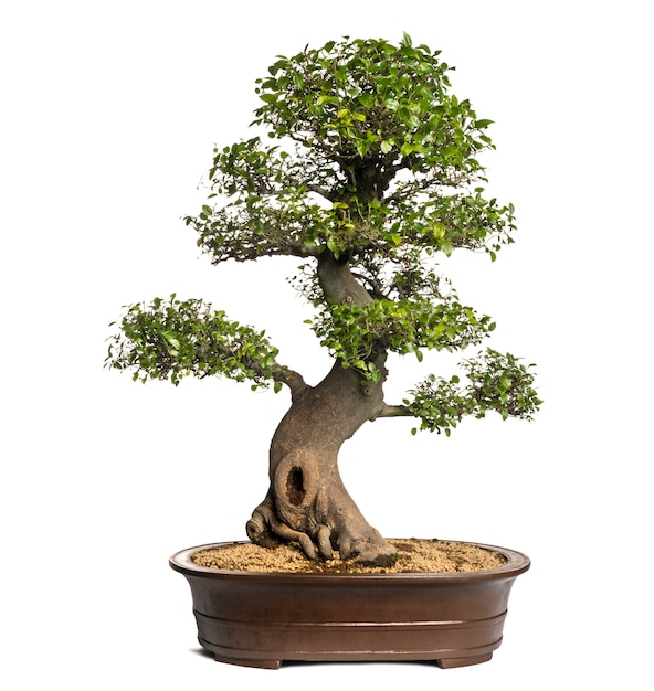 Árvore bonsai Celtis, hackberries, isolado no branco