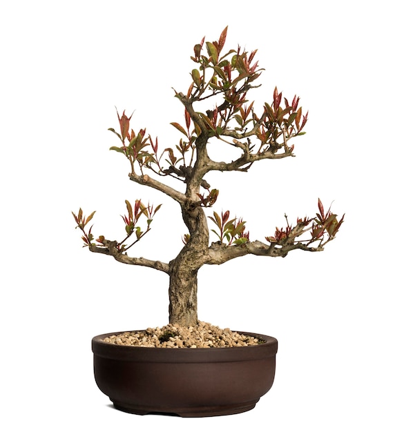 Árvore bonsai de romã, Punica granatum, isolada no branco