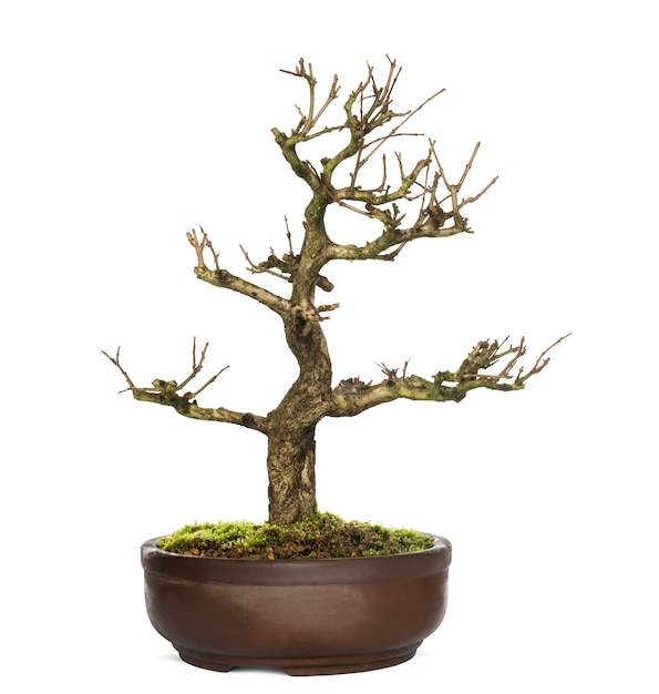 Árvore bonsai de romã, Punica granatum, isolada no branco