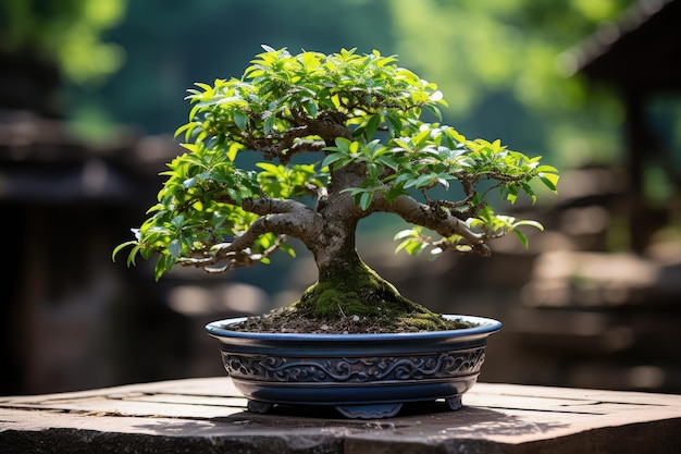 Árvore bonsai, uma forma de arte tradicional japonesa, fotografia publicitária profissional