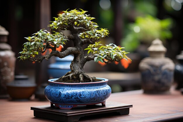 Árvore bonsai, uma forma de arte tradicional japonesa, fotografia publicitária profissional