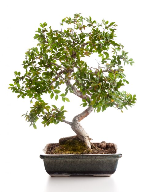 Árvore bonsai