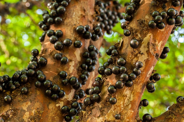 Árvore brasileira de jabuticaba com muitas frutas maduras no tronco