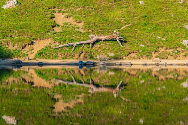 Árvore caída à beira do lago