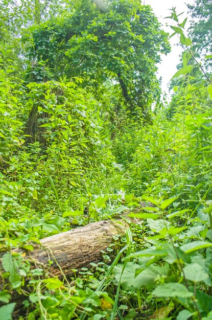 Árvore caída em uma floresta