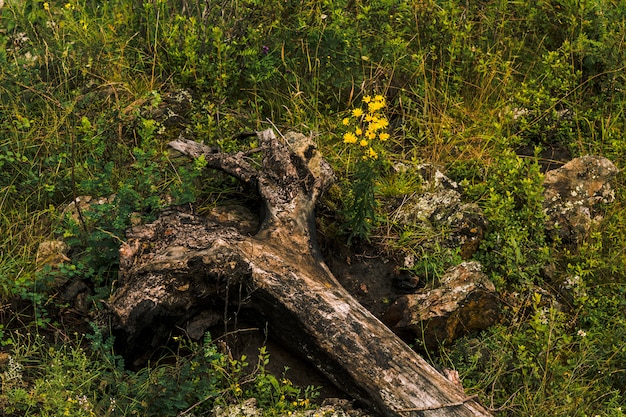 Árvore caída encontra-se no chão na grama verde com flores. Os dentes-de-leão amarelos pequenos crescem perto da raiz entre o fim das hortaliças acima.