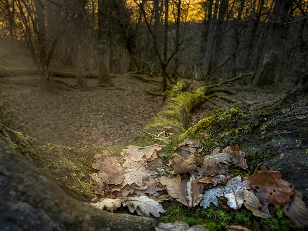 Árvore caída na floresta