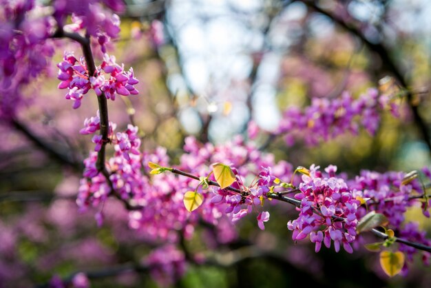 Árvore Cercis Europeia, ou Tsertsis Europeia ou Judas