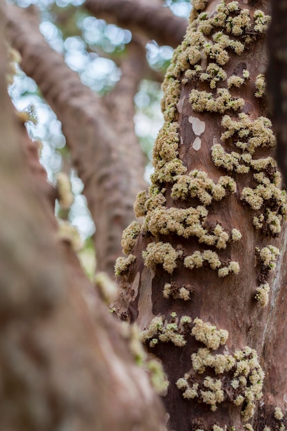 Árvore cheia de flores jabuticabasbaga brasileira