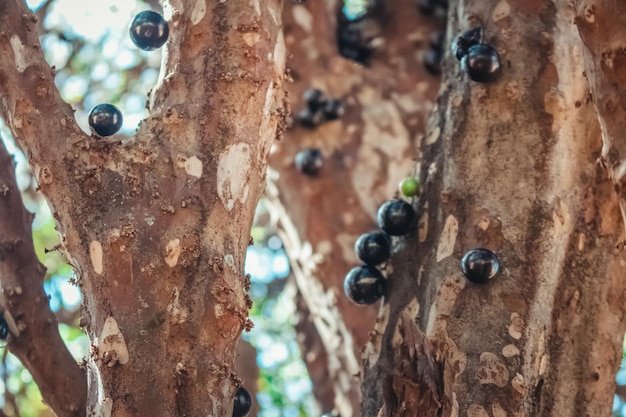 Árvore cheia de frutas brasileiras de jabuticaba em uma imagem de conceito de dia ensolarado