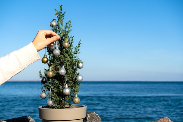 Árvore chinesa decorada com bolas de Natal em pedras à beira-mar Juniperus chinensis Stricta