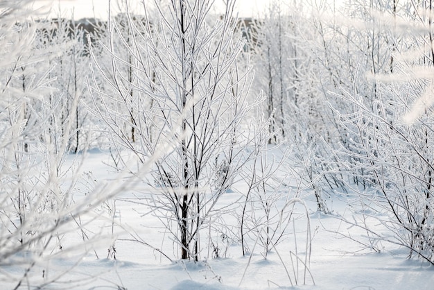 Árvore coberta com geada branca no inverno