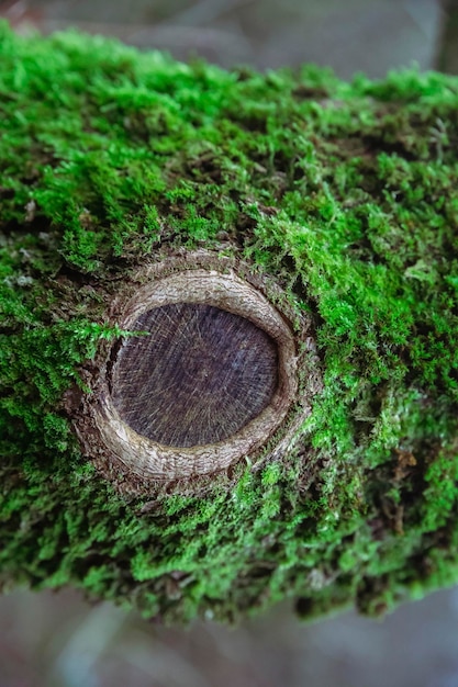 Árvore coberta de musgo na floresta