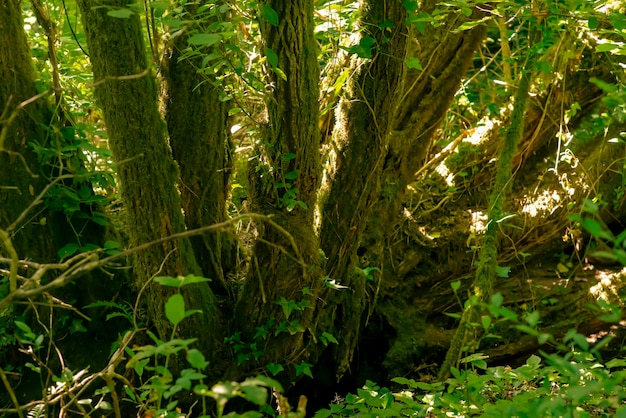 Árvore coberta de musgo no fundo da floresta