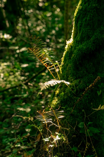 Árvore coberta de musgo no fundo da floresta