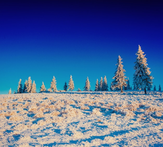 Árvore coberta de neve de inverno mágico