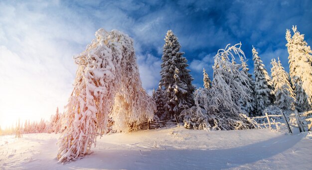 Árvore coberta de neve de inverno mágico