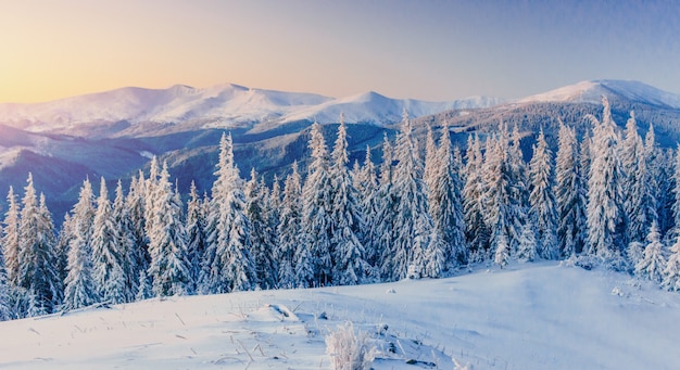 Árvore coberta de neve de inverno mágico