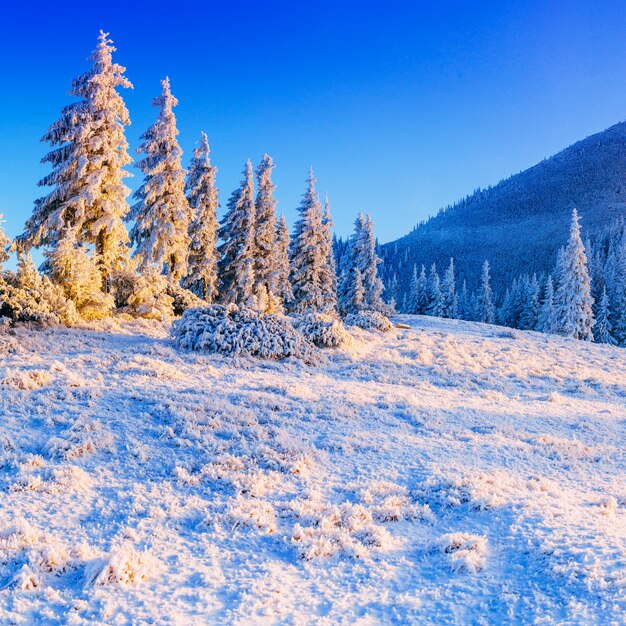 Árvore coberta de neve de inverno mágico