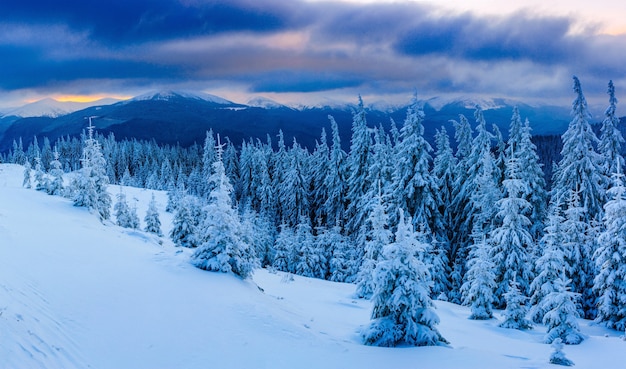 Árvore coberta de neve de inverno mágico