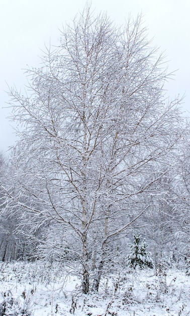 Árvore coberta de neve na floresta de inverno Fundo natural, paisagem vertical