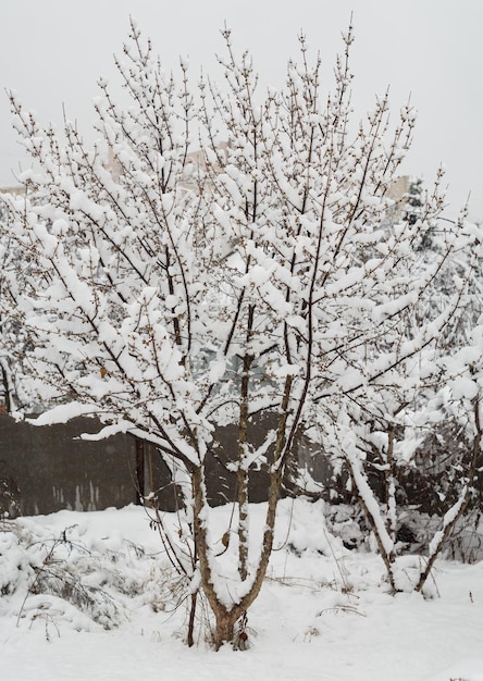 Árvore coberta de neve no jardim de inverno