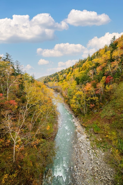 Árvore colorida no outono perto da cachoeira Shirahige, Biei, Hokkaido, Japão