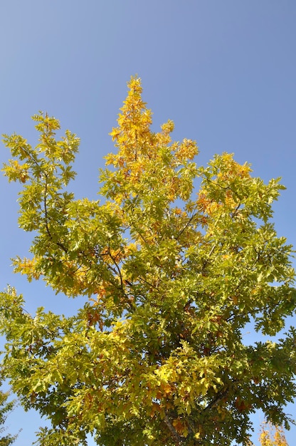 Árvore com as cores do outono na Normandia