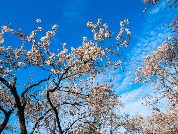 Árvore com flores desabrochando e um céu azul ao fundo