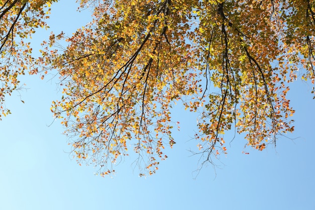 Árvore com folhas amareladas contra o céu azul