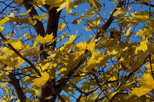 Árvore com folhas amarelas no fundo do céu azul no parque outono