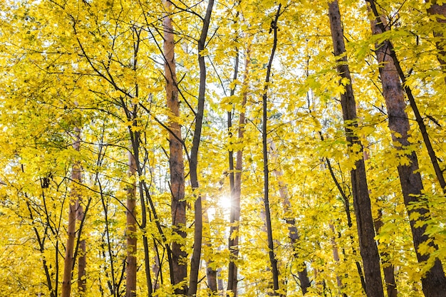 Árvore com folhas douradas no outono e luz do sol