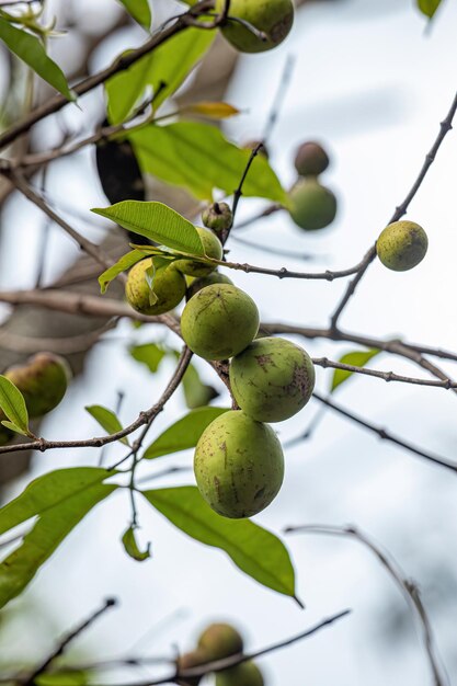 Árvore com frutas chamada Mangaba