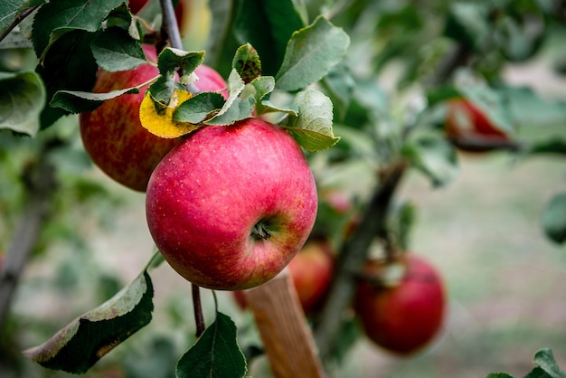 Árvore com maçãs vermelhas no outono.