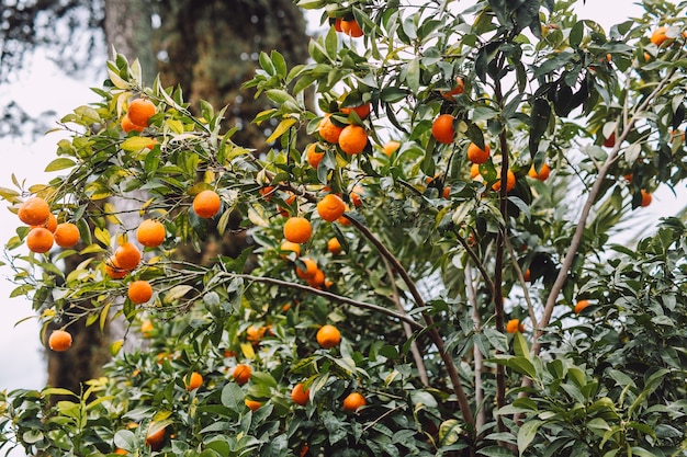 Árvore com muitas tangerinas saborosas