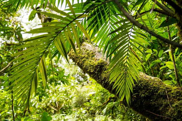 Árvore com musgo em uma floresta verde na costa rica