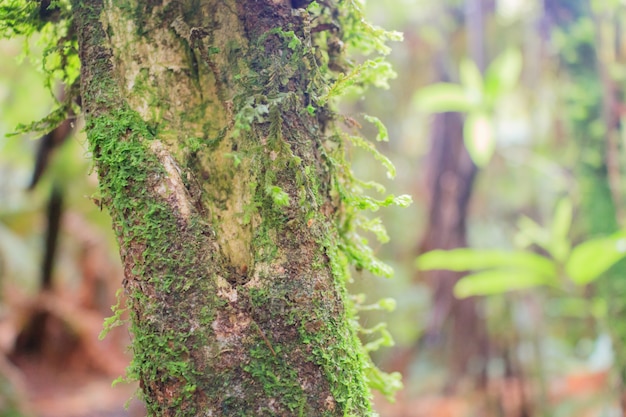 Árvore com musgo na casca em uma floresta verde ou musgo no tronco da árvore