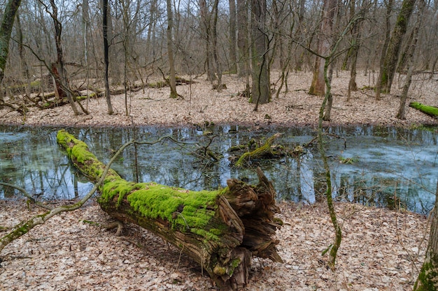 Árvore com musgo na floresta de inverno